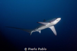 Thresher shark at Cagayan Islands on board Seadoors Livea... by Pierlo Pablo 